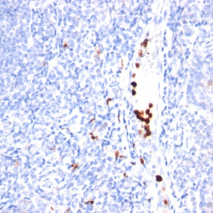 Myeloid-Associated Differentiation Marker (MYADM); Clone MYADM/971 (Concentrate)